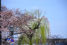 桜と大観覧車