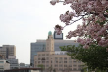 横浜税関と桜