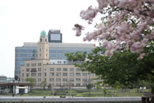 横浜税関と桜