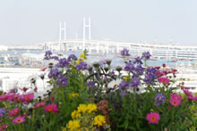 花と横浜ベイブリッジ