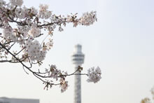 桜と横浜マリンタワー