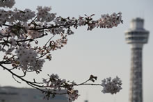 桜と横浜マリンタワー